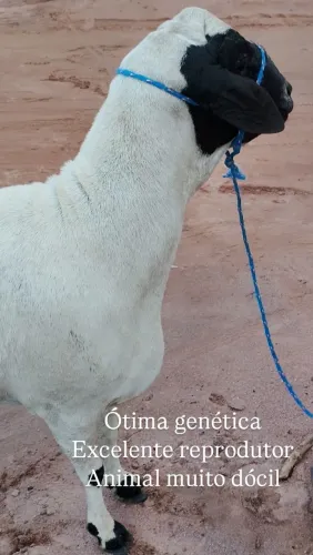 Excelente Carneiro da raça Soinga