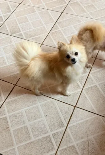 Casal de Spitz Alemão 9 meses