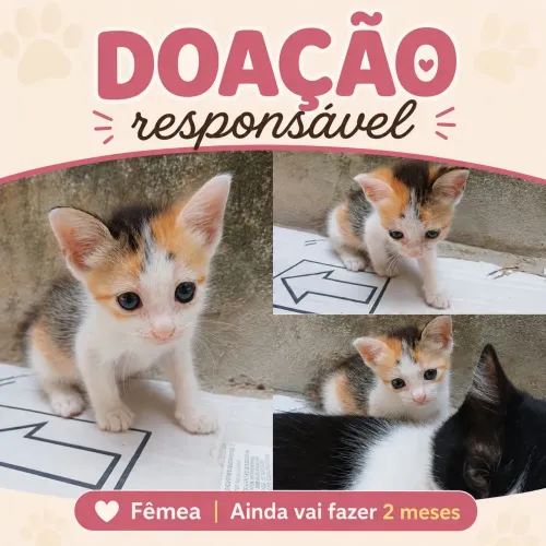 Doação gatinha
