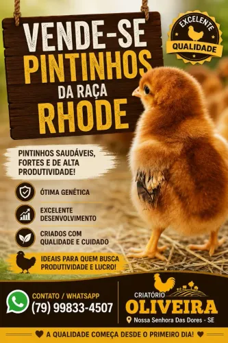 Pintinhos da raça Rhode