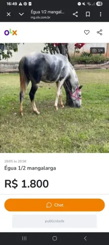 Égua 1/2 mangalarga