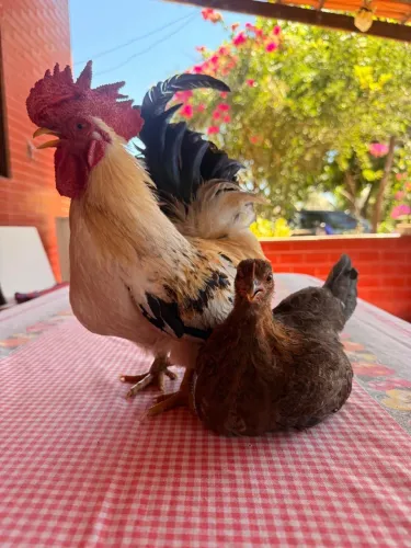 Vendo casal Garnizé