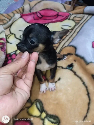Chihuahuas fêmeas