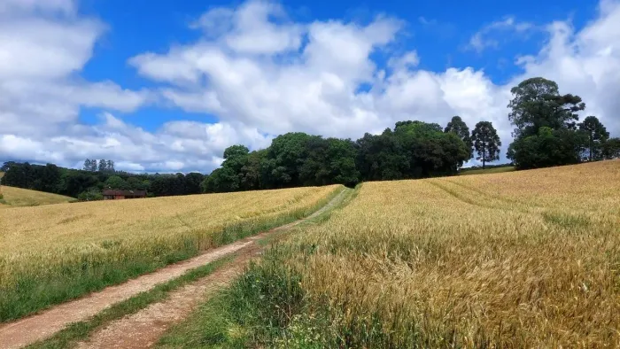 Balsa Nova, 89 há, ou 36,77 alqueires, Plantando 23 alqueires, Próximo Estrada Balsa Nova,