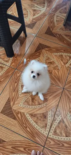 SPITZ ALEMÃO ANÃO