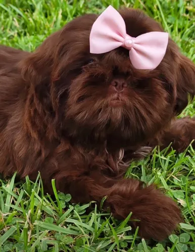 Shih tzu rara chocolate sólida
