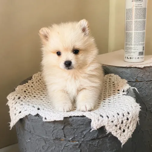 Filhote machinho Spitz alemão(Lulu da  pomerania) perfeito 