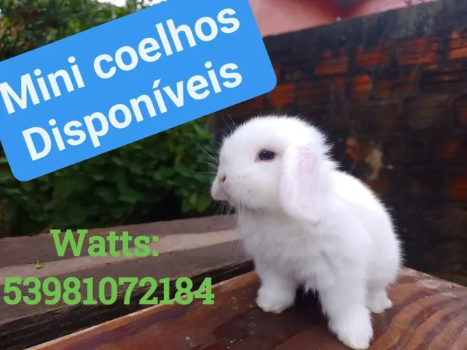 Mini lop uruguaio 