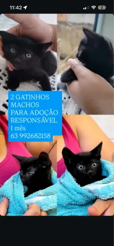 Gatinho para adoção 