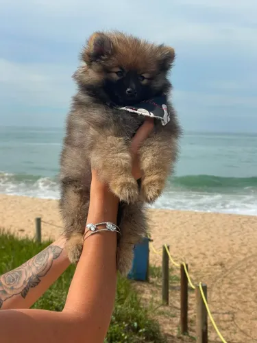 Lulu-da-pomerânia