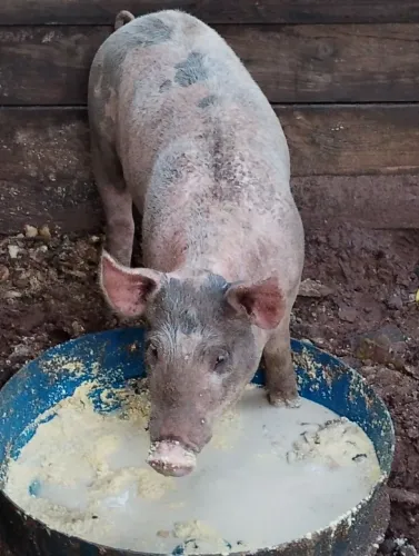 Vedo cachaço (porco macho)