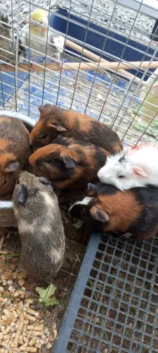 Vendo porquinho da índia