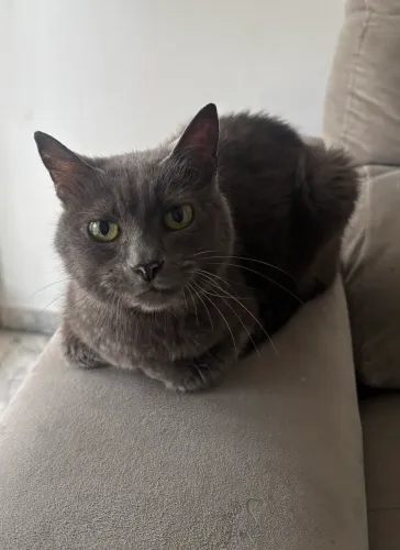 gata pra adoação responsável SP/ZL