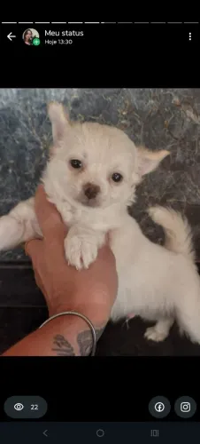 Chihuahua