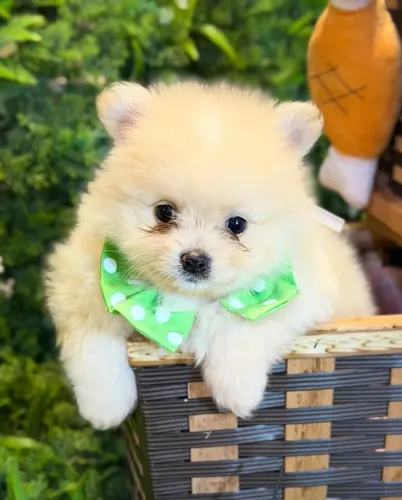 Lindos filhotes de Lulu da Pomerânia macho