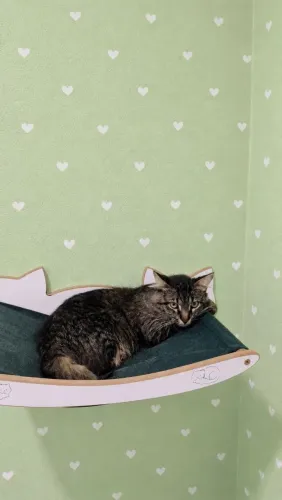 Gatinho macho adoção responsável 