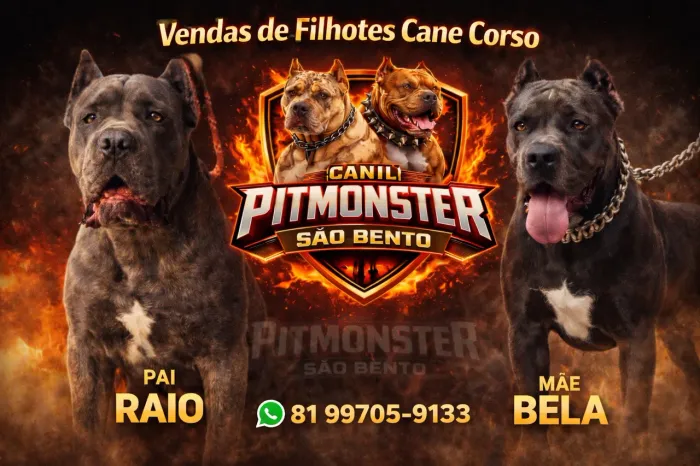 Filhote Cane Corso 