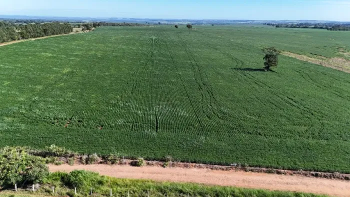 55 Hectares Município de Jaraguari Proxima a BR163!  