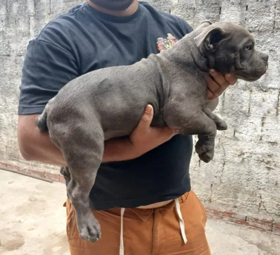American Bully