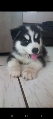 Vendo filhote de husk siberiano 2 meses mas de 6 kilos