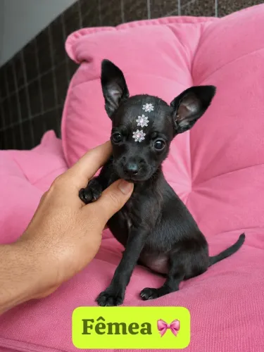 Pinscher fêmea com 55 dias vacinada 