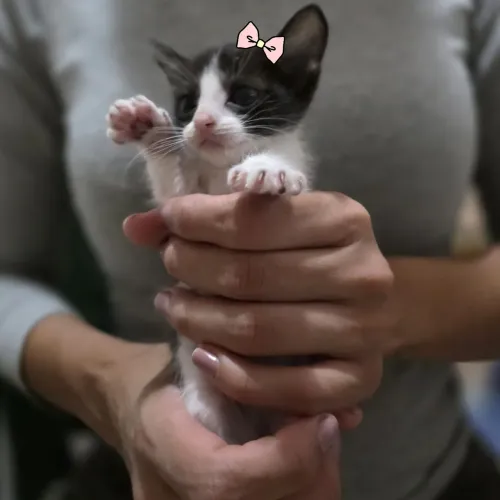 Gatinha para adoção
