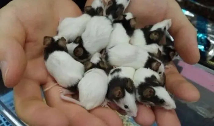 Topolinos puros