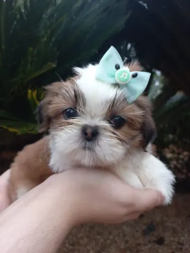 Filhote Shih-Tzu macho