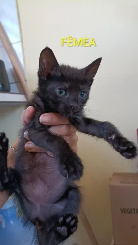 DOAÇÃO DE GATINHOS