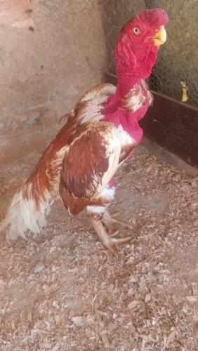 Galo indio bico curto