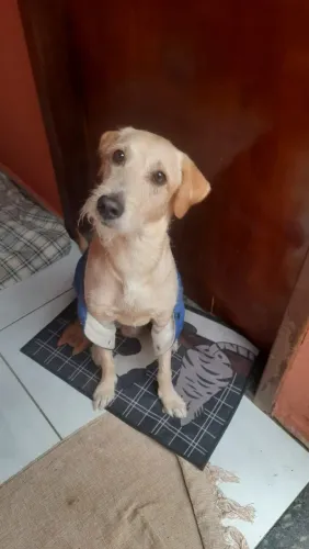 Cachorrinho Fiapo de manga