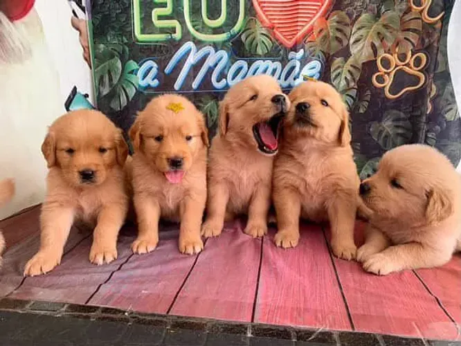 Filhote Golden Retriever, Venha escolher seu novo companheiro!