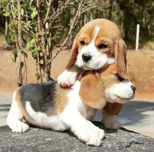 Beagle Um cachorrinho esperando por você aqui