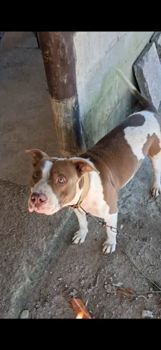 Pitbull fêmea