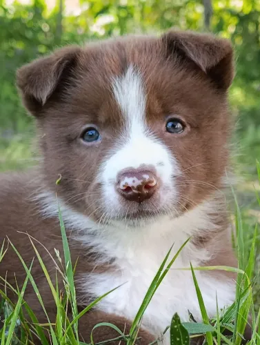 Border Collie 