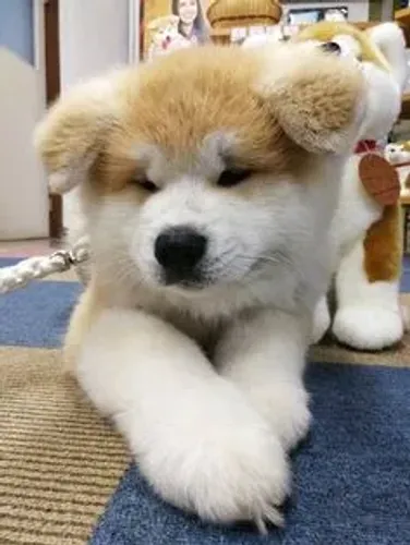 Akita Inu 