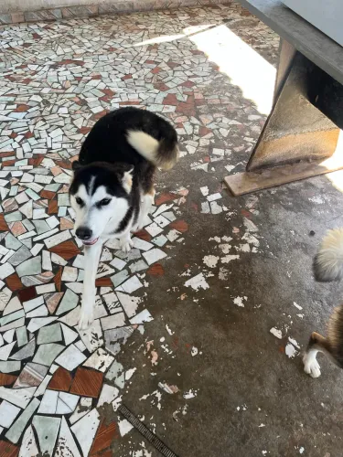Doação de cachorro