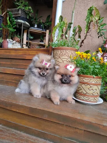 Fêmeas Spitz alemão 