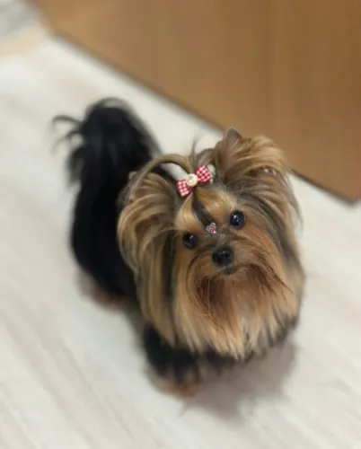 Filhotes de Yorkshire disponíveis! Pequenos, encantadores e cheios de personalidade.