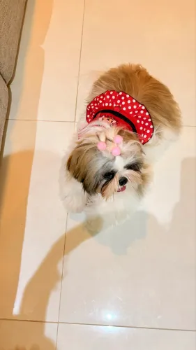 Cachorra raça Shihtzu