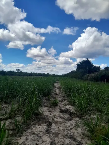 Fazenda de 130 hectares a venda!