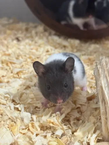 Hamster sírio Panda