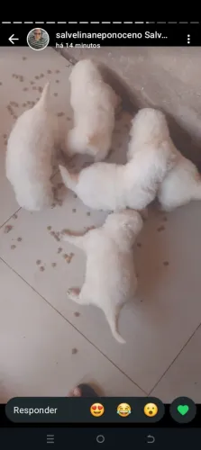 Cachorro