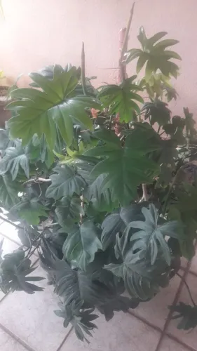 Planta no jarro 
