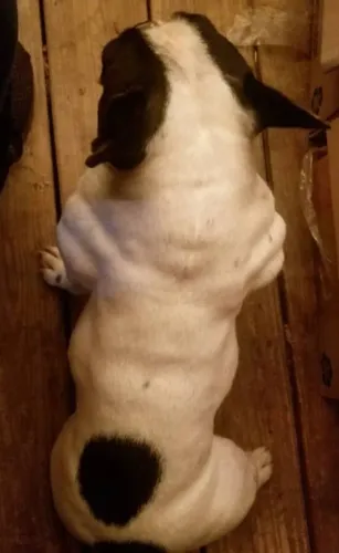 Vendo 2 Bulldog francês fêmea