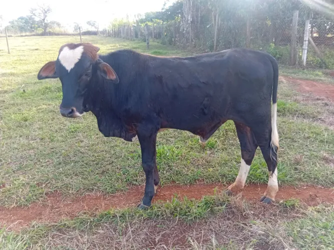 Gado