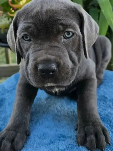 Vendo Carne Corso (pedigree)