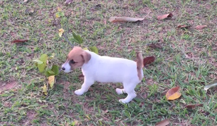 Jack Russell Terrier