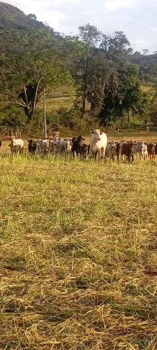 Venda bezerro e garrote