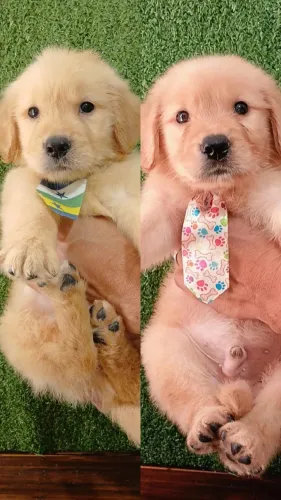 Golden RETRIVER